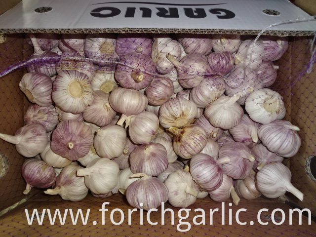 Hybrid Normal White Garlic